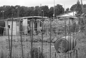Allotment Shed